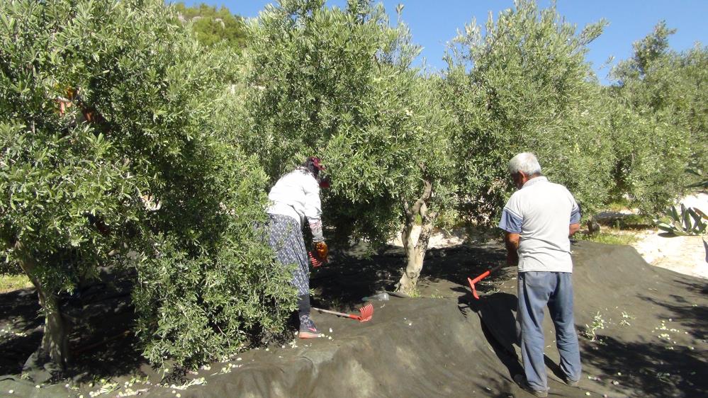 zeytin hasadı