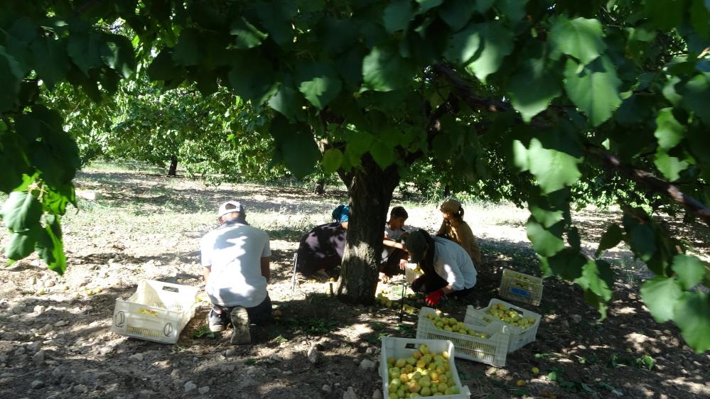 Malatya Kayısı