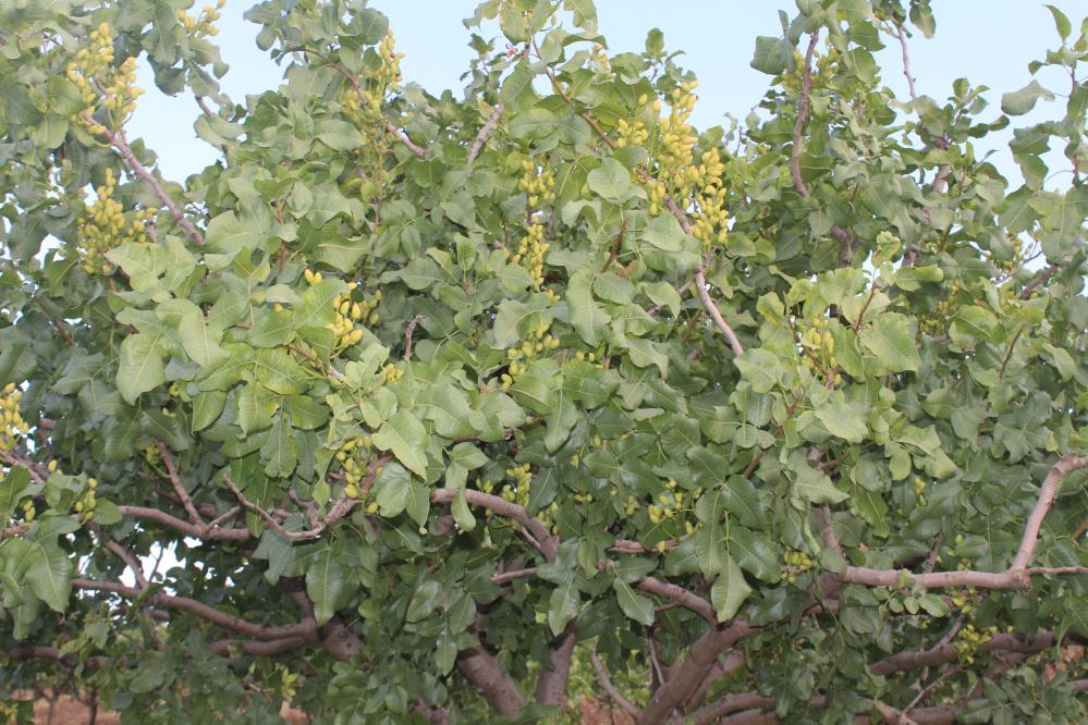 Siirt Fıstık