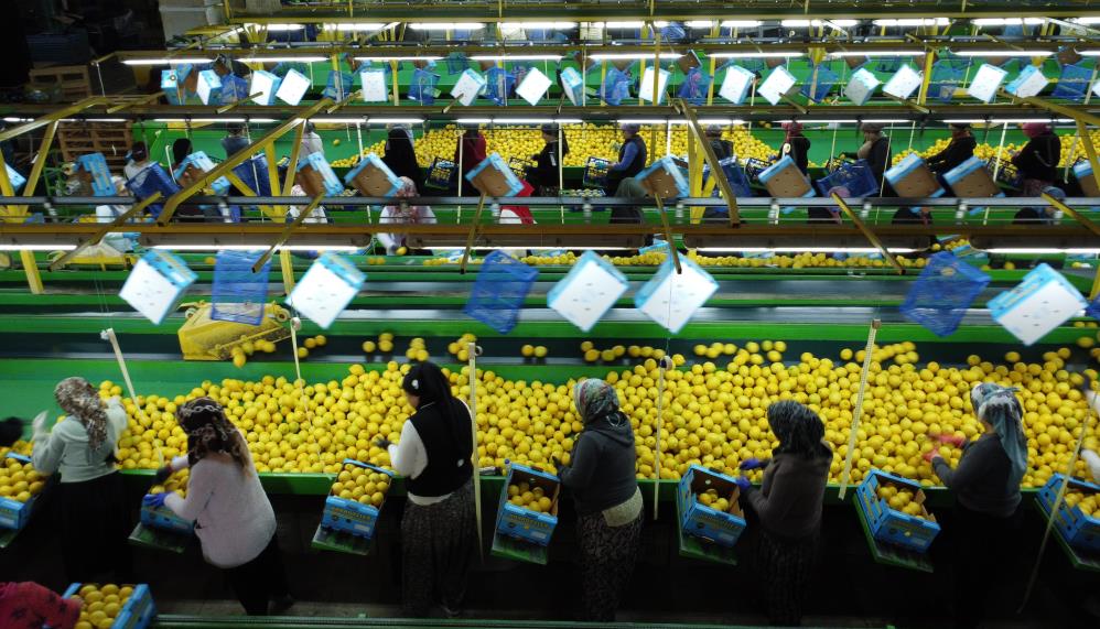 Kadınlar limon üretimi sayesinde çalışıyor - BATMAN ÇAĞDAŞ GAZETESİ