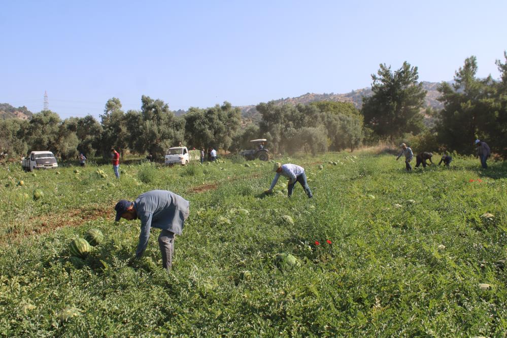 Karpuz Tarlası-2
