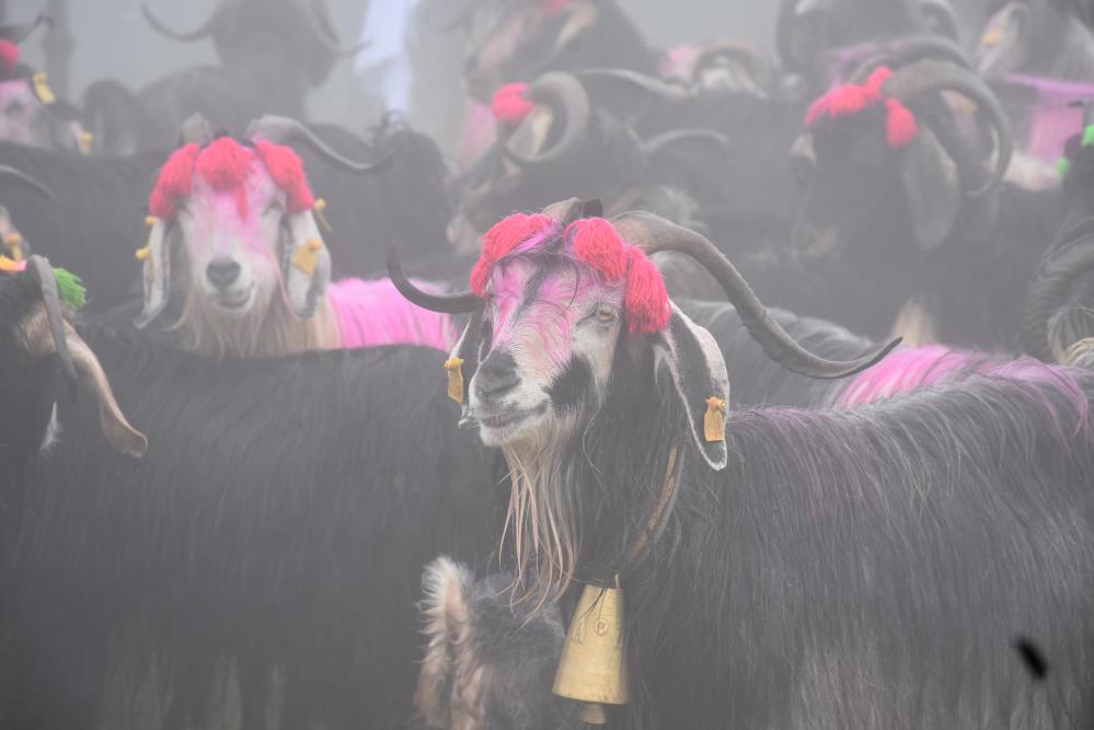 Yayla Göçü