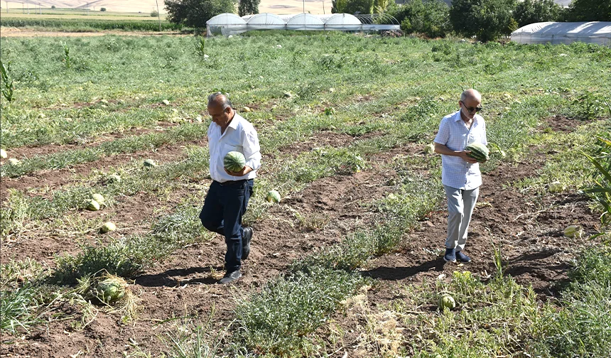 Karpuz Tarlası-3