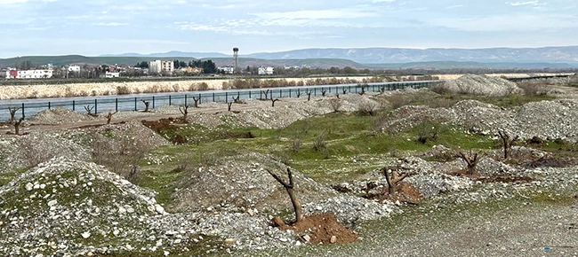 Çay Kenarı Ağaç Dikimi