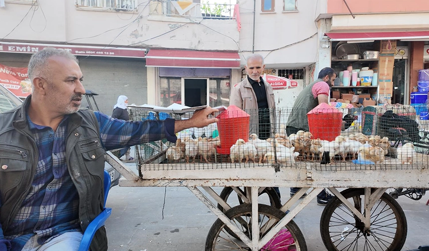 Kümes Hayvanları-1