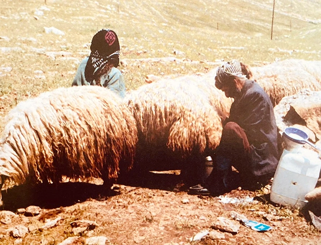 Koyun Sağma