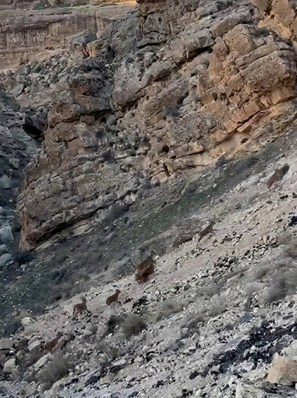 Dağ Keçileri-2