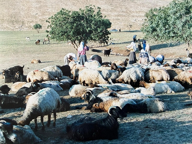 Küçükbaş Hayvanlar