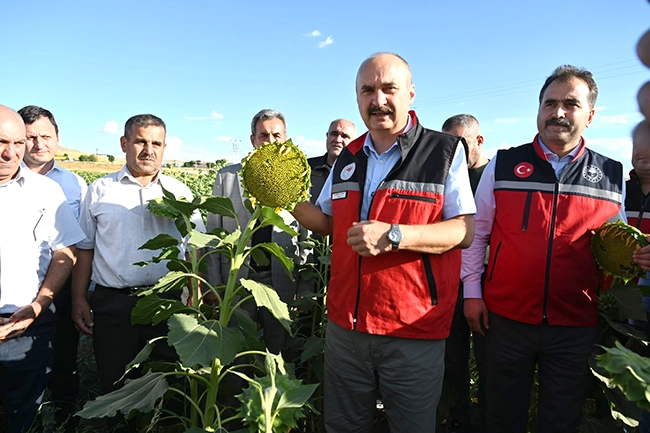 Ayçiçeği Tarla Günü