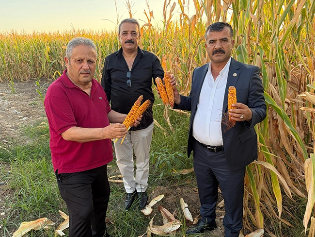 Batman Mısır Ekimi