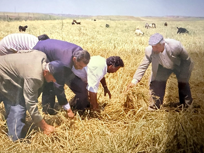 Buğday-42