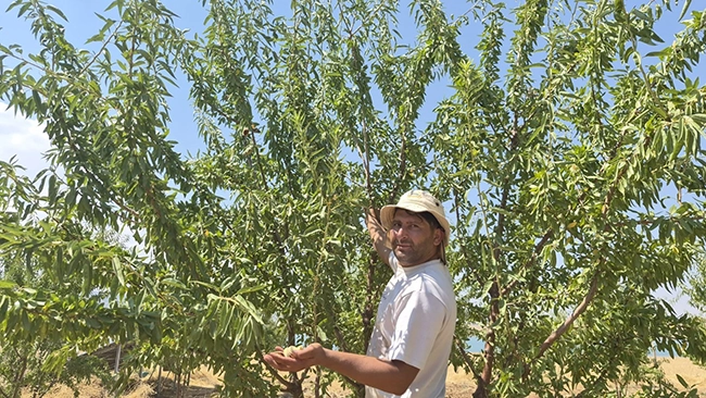 Özel Ağaçlandırma