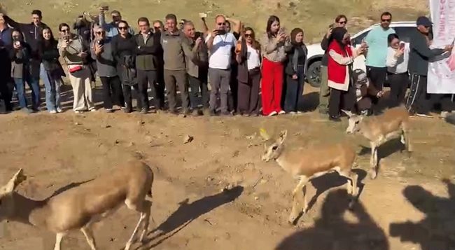 Ceylan Ve Keklikler Doğada