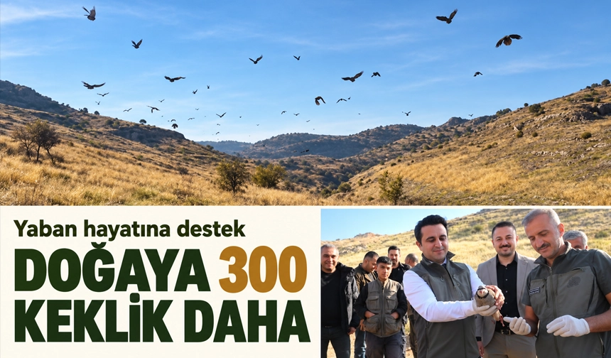 DOĞAYA 300 KEKLİK DAHA