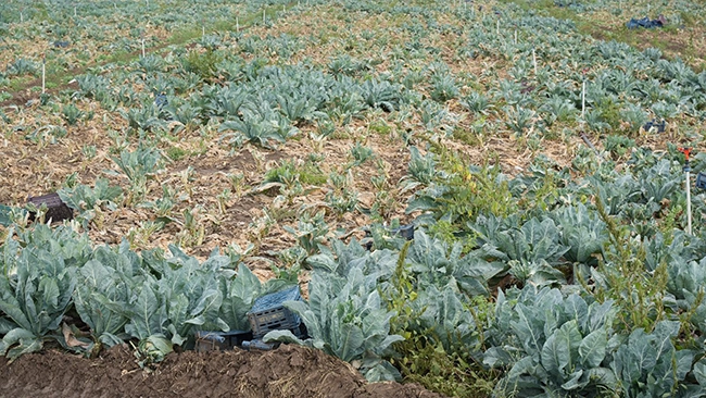 Lahana Tarlada Kaldı