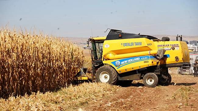 Mısır Hasadı-4