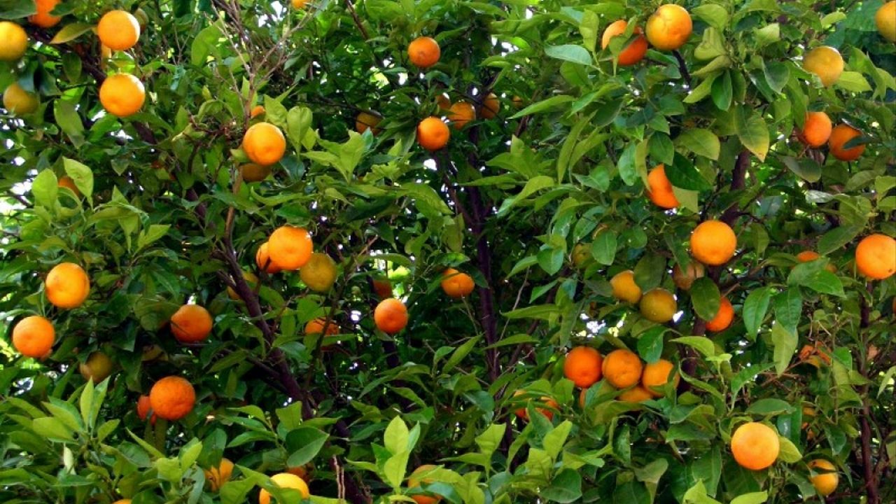 Boztepe Tarım İşletmesinden portakal satış ihalesine davet