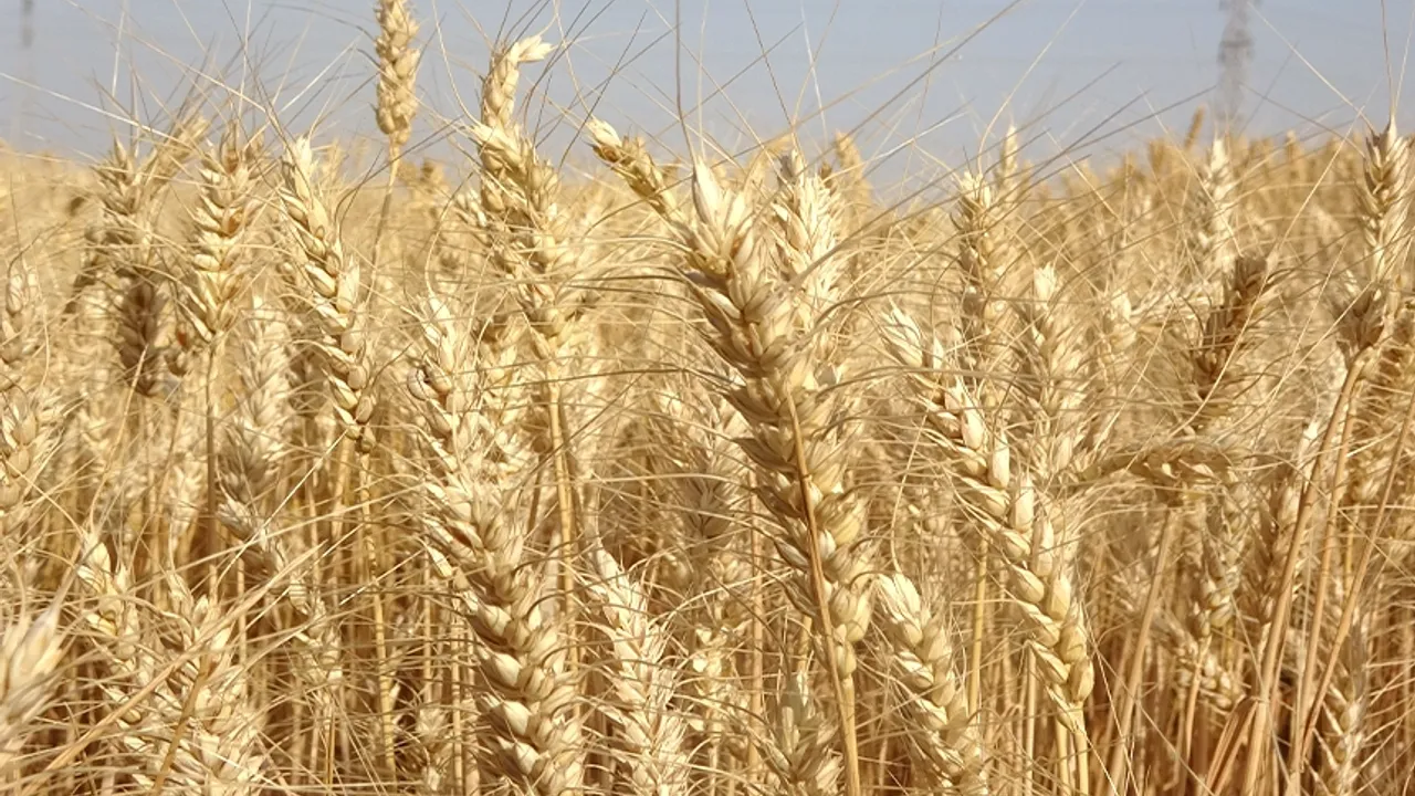 Altınova Tarım İşletmesi Müdürlüğünden Buğday Satışı