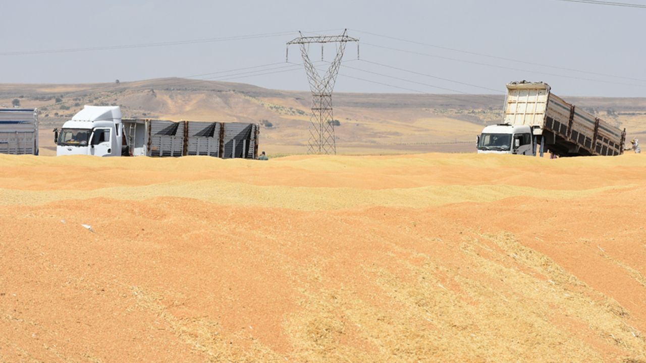 TİGEM'den Buğday Satış İhalesi
