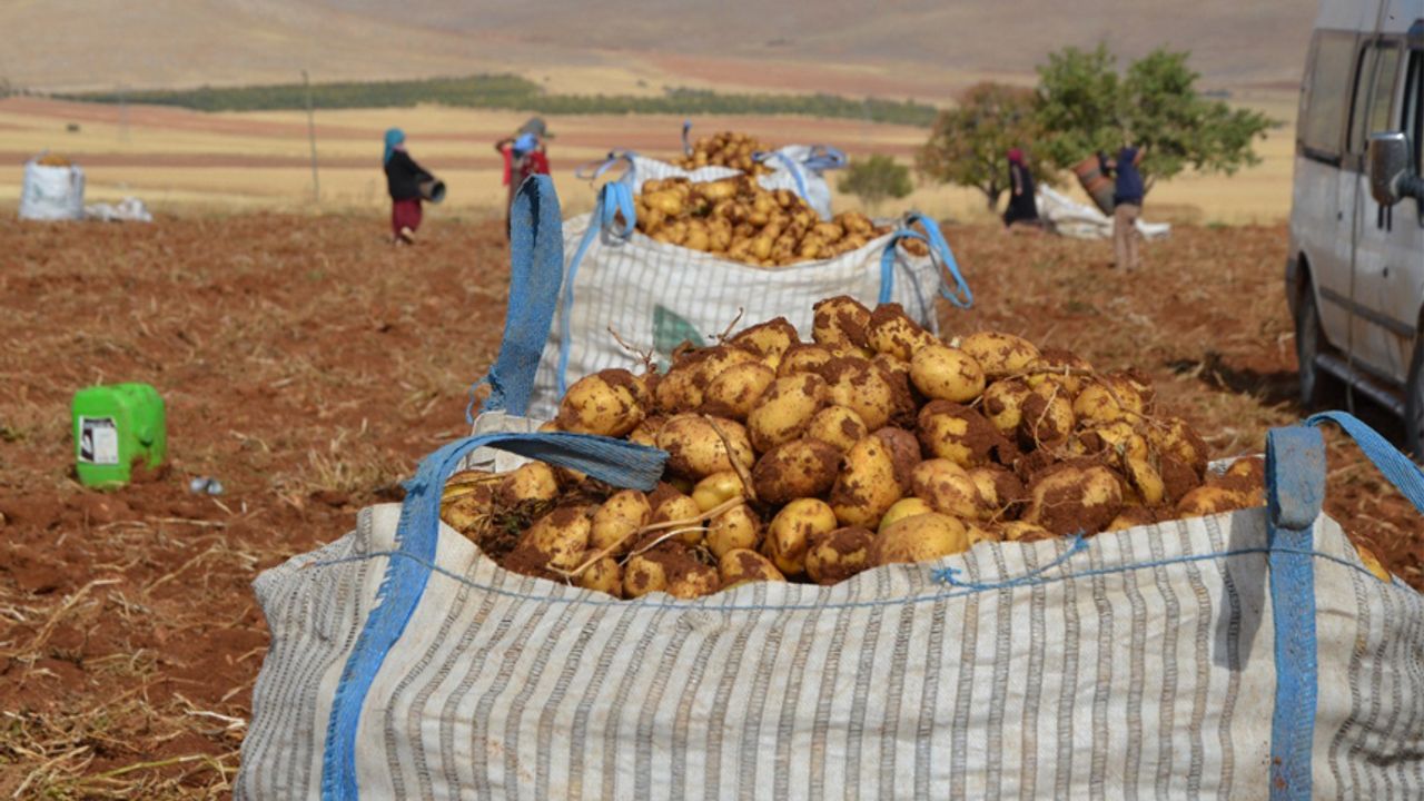 Malatya’da patates hasadı