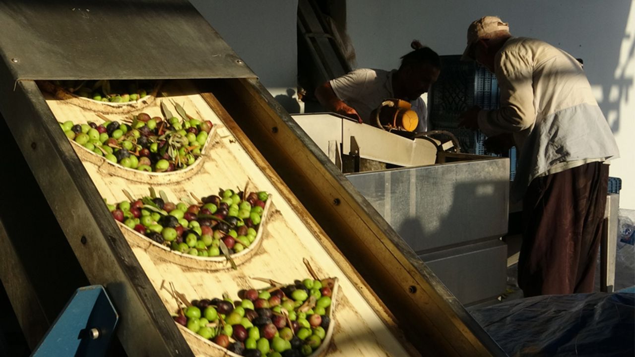 Mersin'de zeytinin lezzete dönüşen zahmetli yağ yolculuğu başladı