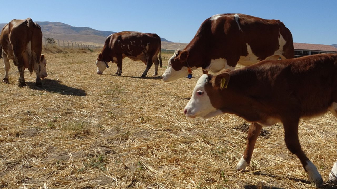 Sultansuyu’nda süt sığırcılığı üretimi arttırılıyor