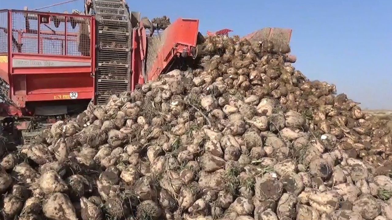 Tahıl ambarı Konya'da 7 milyon ton pancar rekolte beklentisi