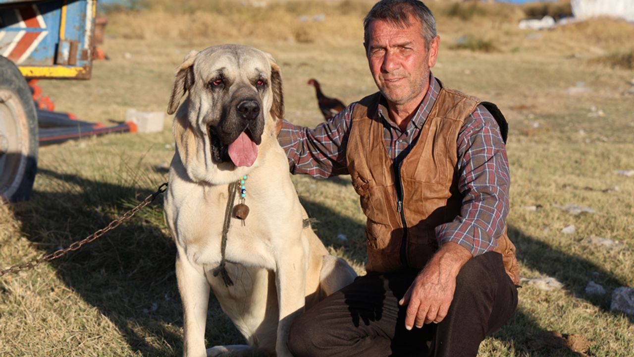 'Aksaray malaklısı' 3 bin 500 yıl öncenin savaş köpeği