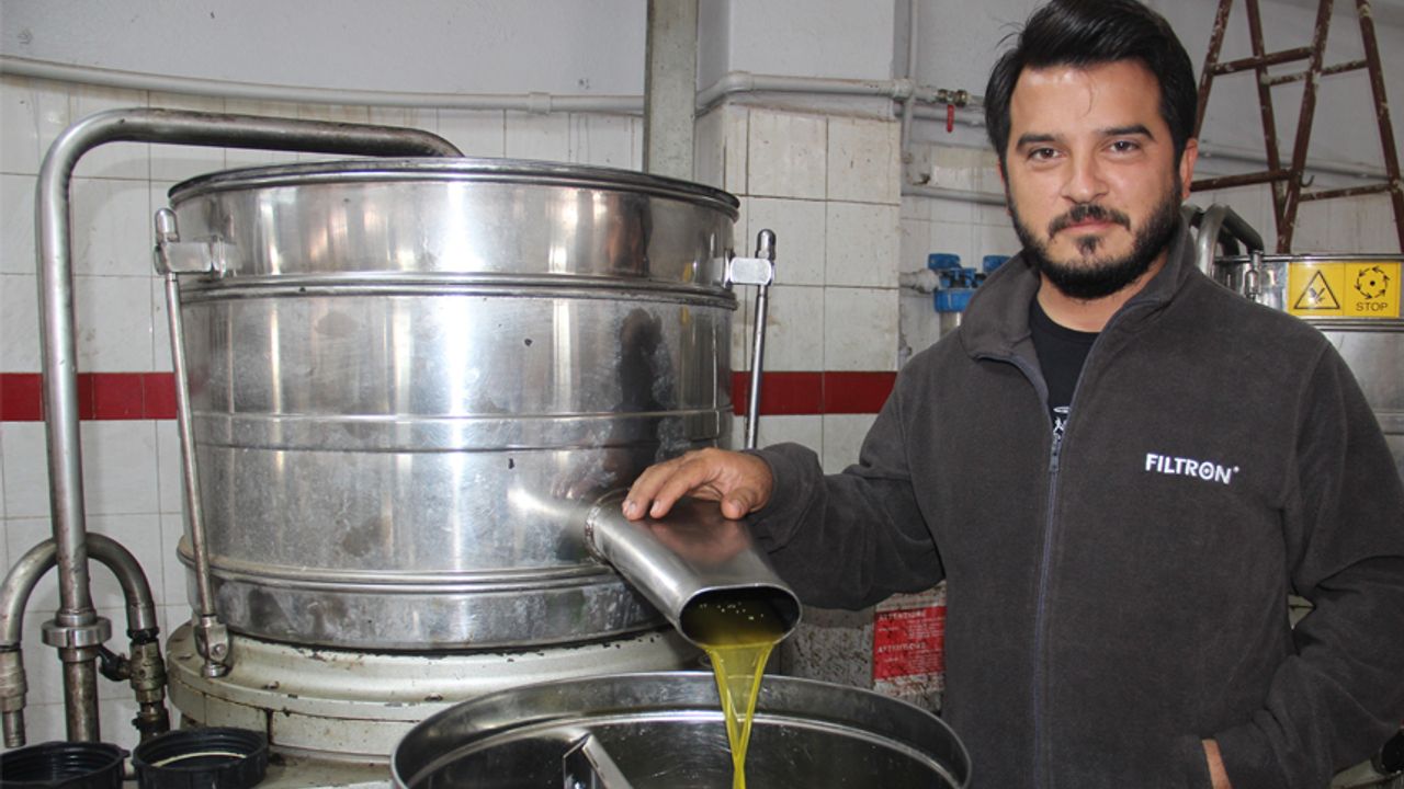 Aydın'da zeytin üreticisine Akdeniz meyve sineği telaşı sardı