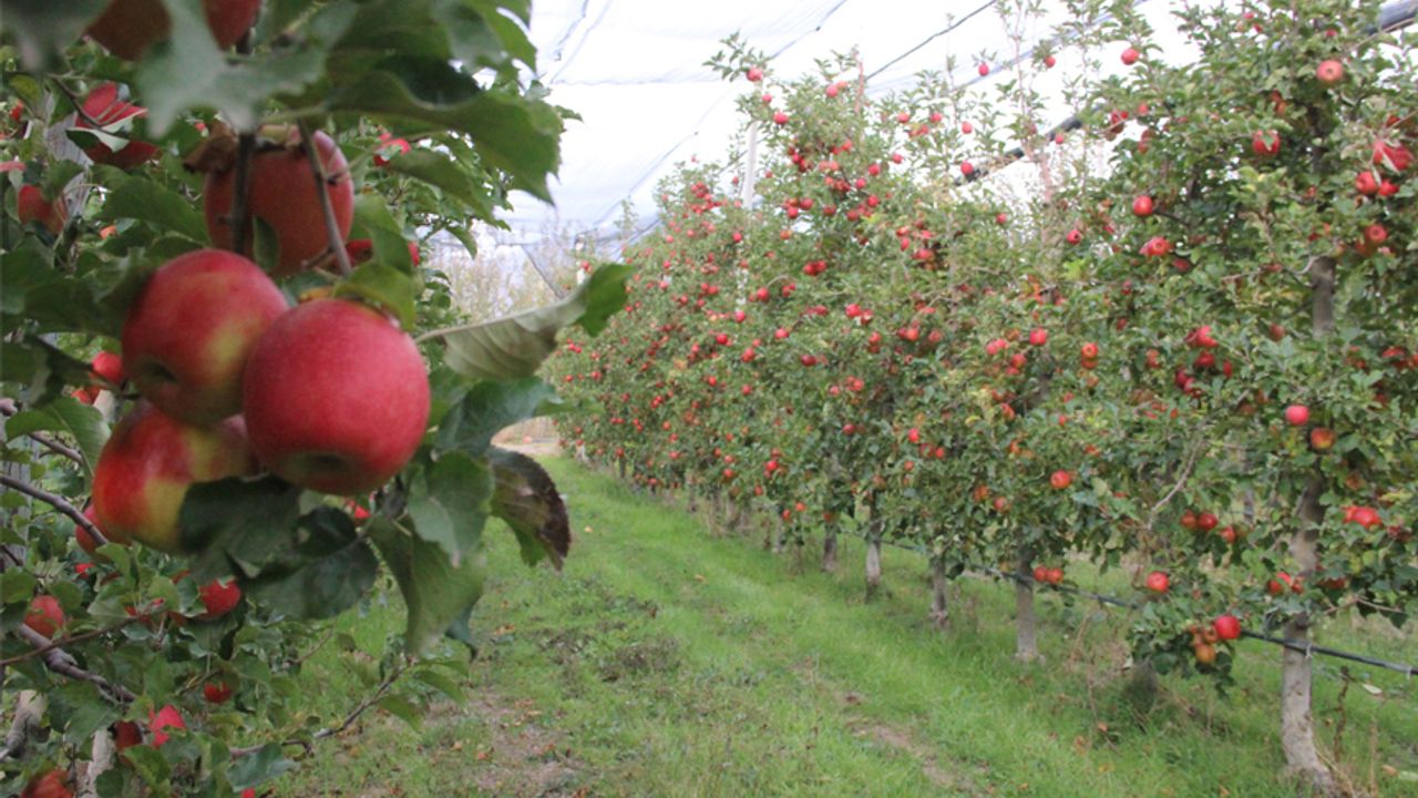 Elmanın büyükşehirlerde 4 katı fazla fiyata satılması üreticisini de rahatsız ediyor