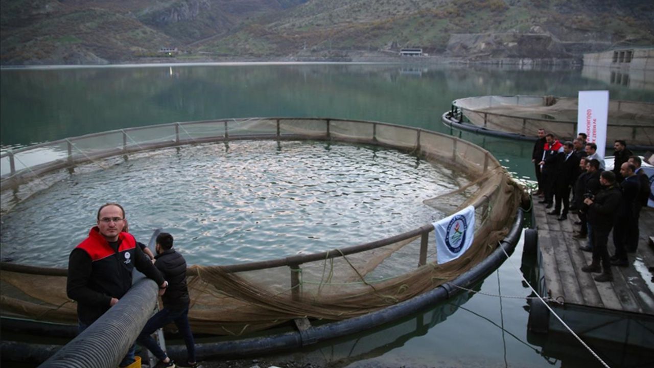 İnceler Barajında hedef 30 ton balık