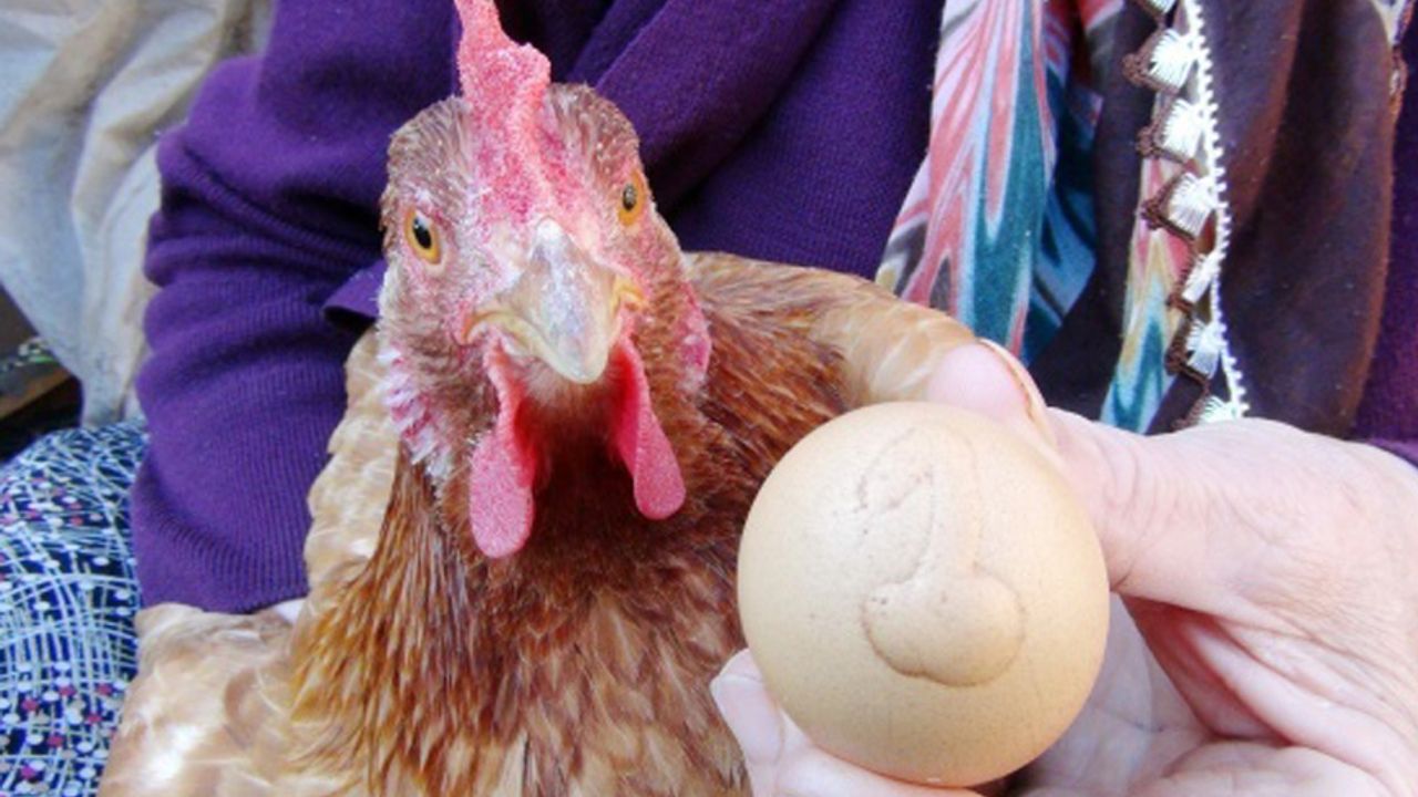 Tavuk yumurtası üretimi yüzde 2 azaldı