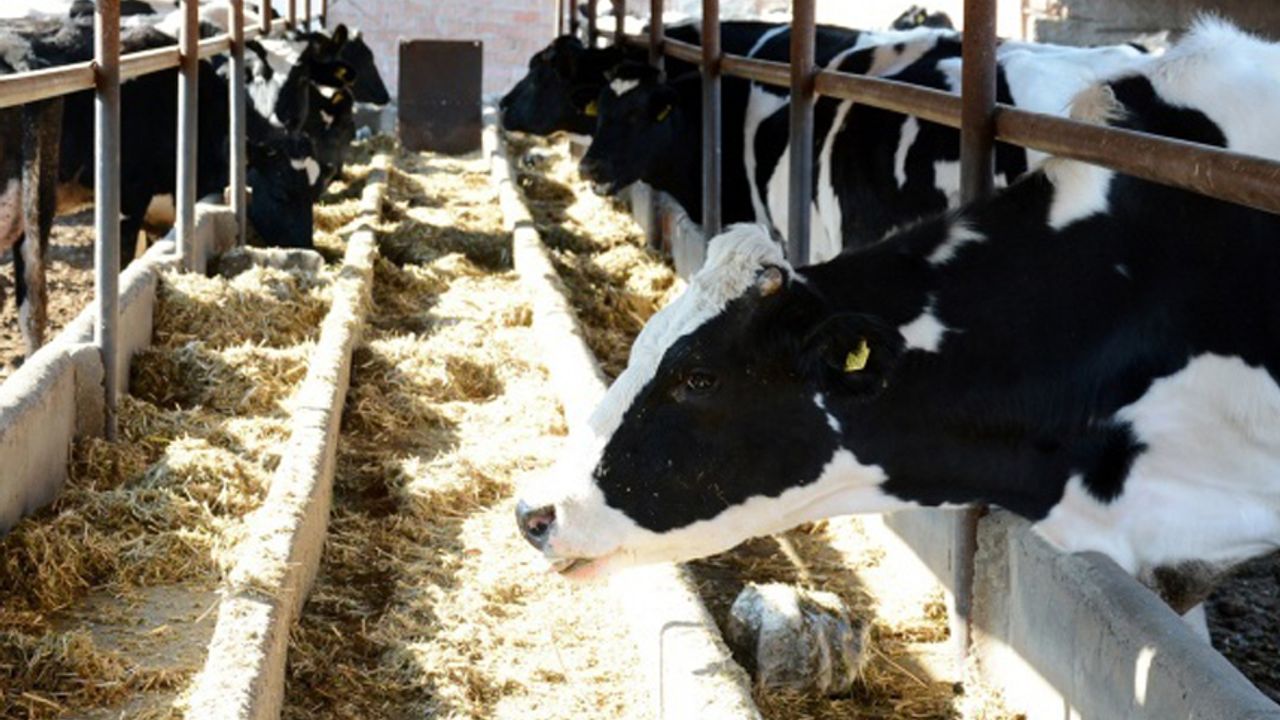 Toplanan inek sütü miktarı yüzde 12,8 arttı