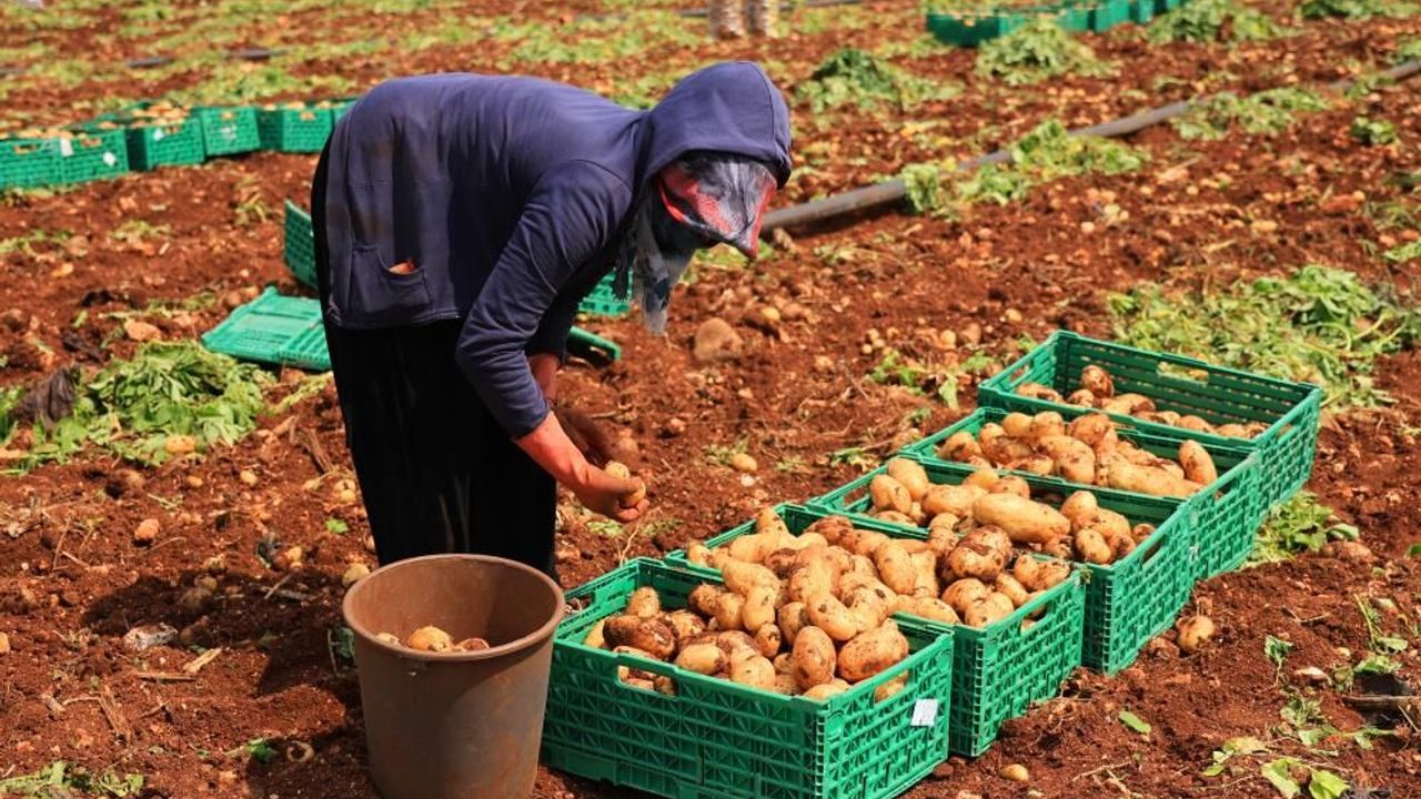Turfanda patateste hasat başladı