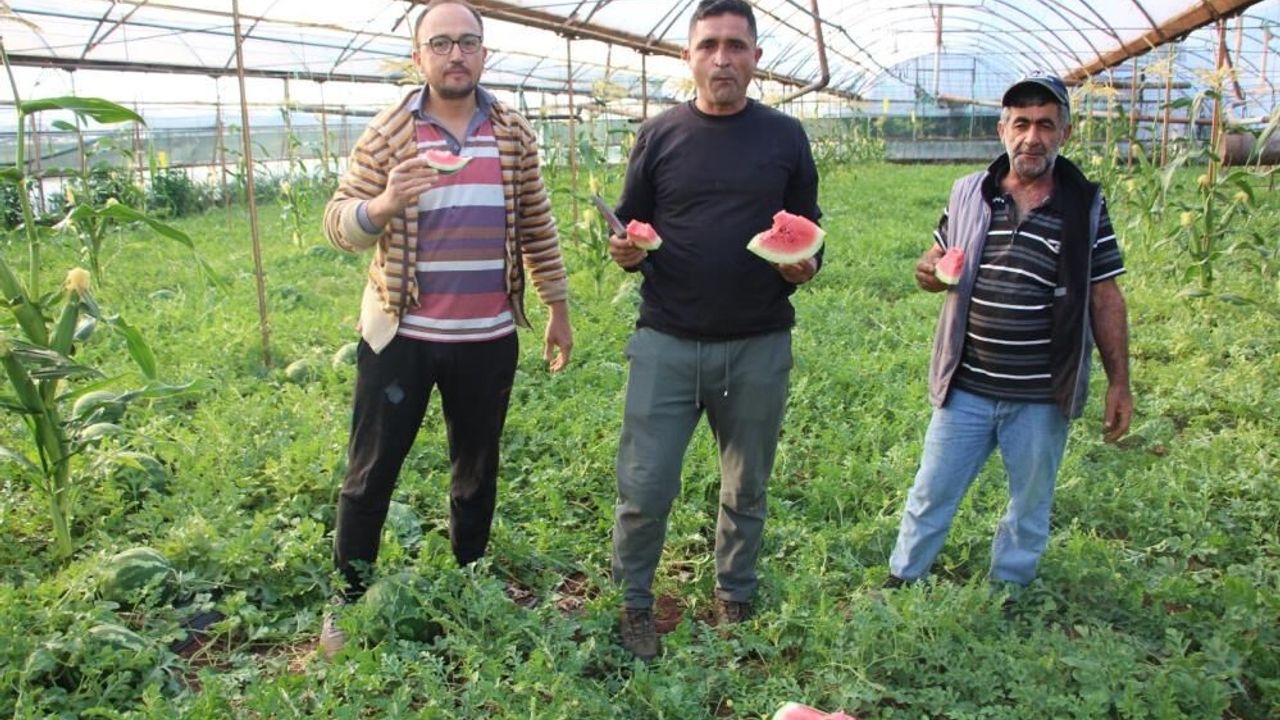 Çekirdek karpuzun hasadı başladı: 3 ayda hasat ediliyor, 1 ayda tükeniyor