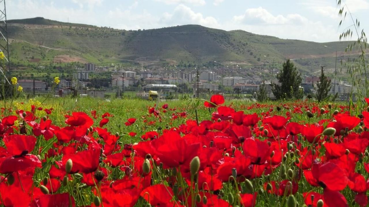 Gercüş Ovası kırmızıya boyandı