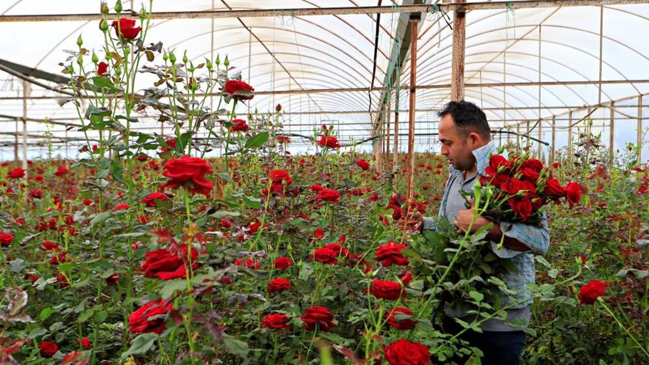 Üreticiden 20 TL'ye çıkan gül annelere 150 -200 TL'ye ulaşıyor