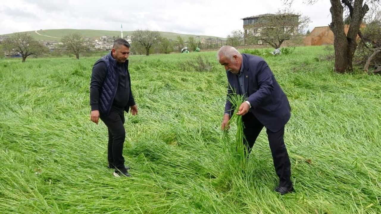 Hububatı ‘süper hücre' vurdu