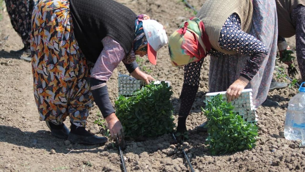 Karacabey'de kapya biber fide dikimi sürüyor