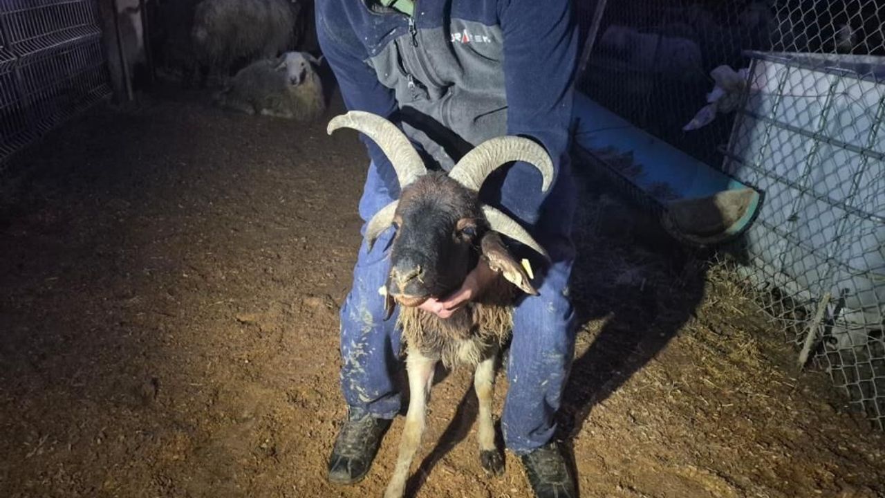Kurban pazarında besicilerin gece mesaisi