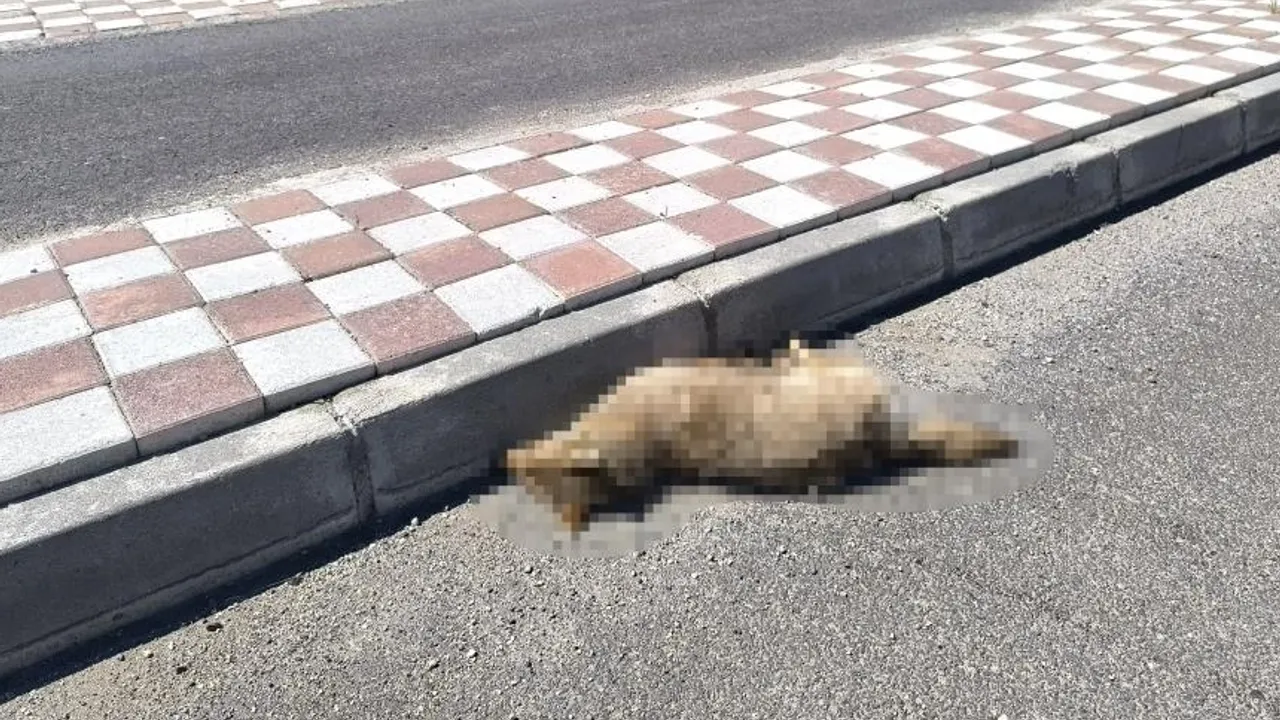Gercüş'te otomobilin çarptığı çakal telef oldu