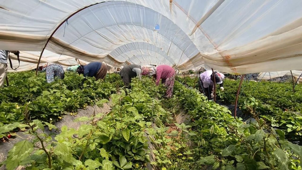 Kavurucu sıcakta çilek mesaisi