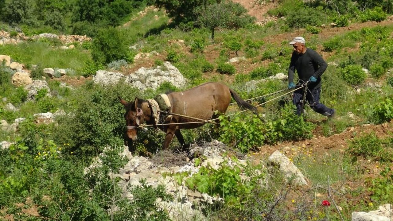 Dik yamaçlarda atla çift sürme mesaisi başladı