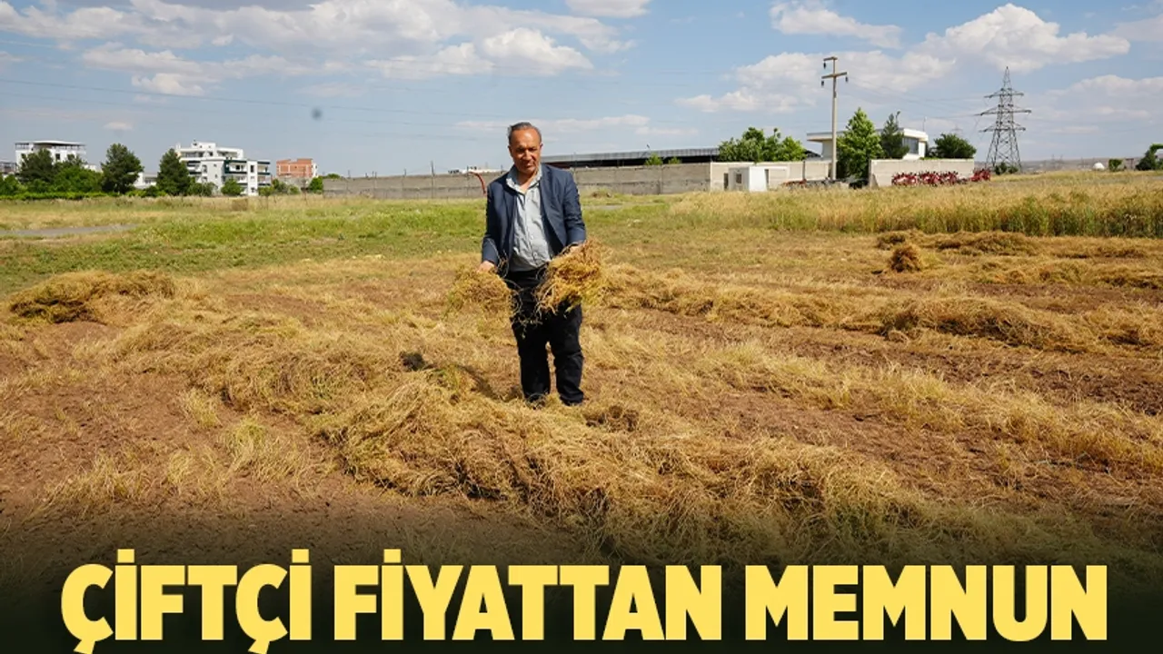 Batman'da mercimek hasadı başladı
