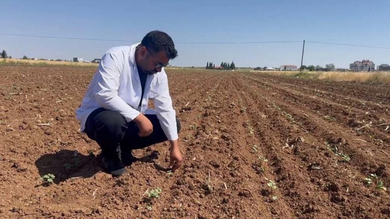 Hububat hasadıyla birlikte pamuk tarlalarını bekleyen tehlik