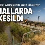 Mısır ve pamuk sulamalarında sezon sona eriyor