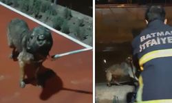 SULAMA KANALINA DÜŞEN KÖPEK KURTARILDI