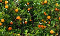 Boztepe Tarım İşletmesinden portakal satış ihalesine davet