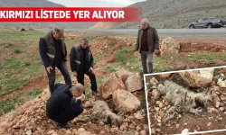NESLİNİ TÜKETTİK!