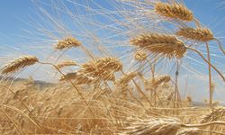 TİGEM'den buğday satış ihalesi